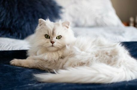 How to Remove Pet Stains From a Carpet