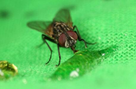 Homemade Fly Traps That Work